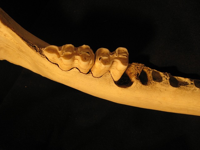 Dentist